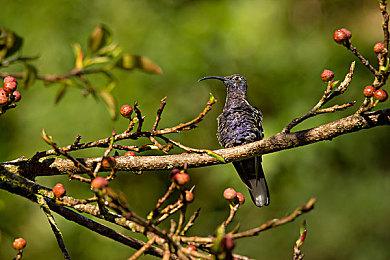 音乐格斗游戏《摇滚之神》女修道院长介绍视频